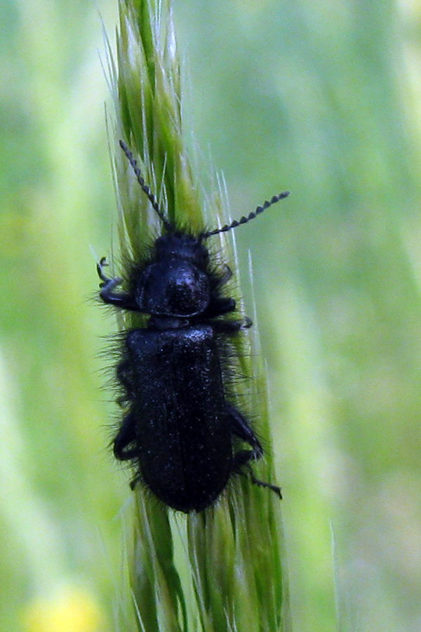 Enicopus cf. pilosus (Dasytidae)